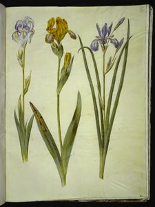 Iris pallida (iris pálido); Iris variegata (iris variado); Iris sibirica (iris siberiano)