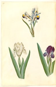 Iris persica (iris persa); Iris lutescens o Iris pumila (?) (iris enano o iris bajo) de Hans Simon Holtzbecker