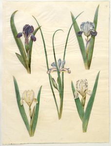 Iris pumila (iris enano) o Iris lutescens (iris enano); Iris graminea (iris de hoja de hierba)