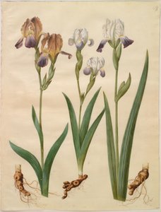 Iris ×sambucina (iris de saúco); Iris ×amoena (iris híbrido)