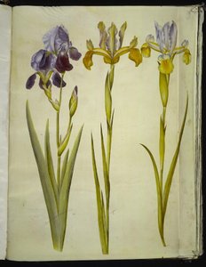 Iris ×sambucina; Iris latifolia de Hans Simon Holtzbecker