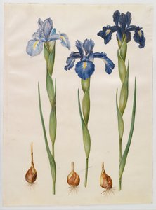 Iris xifioides de Hans Simon Holtzbecker