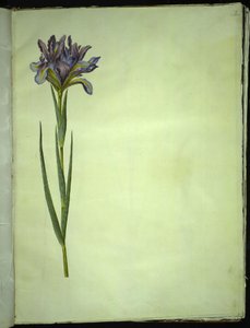 Iris xiphium (iris español) de Hans Simon Holtzbecker
