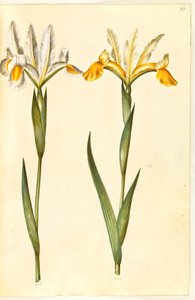 Iris xiphium, posiblemente Iris latifolia (iris español o iris inglés)