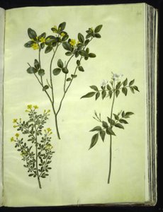 Jasminum odoratissimum (jazmín de interior); Jasminum fruticans (jazmín arbustivo); Jasminum grandiflorum (jazmín fragante) de Hans Simon Holtzbecker