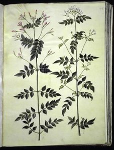 Jasminum officinale (jazmín común)