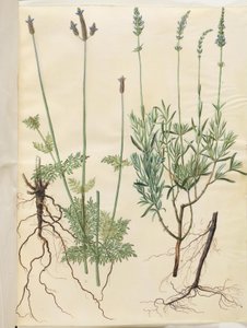 Lavandula multifida; Lavandula angustifolia de Hans Simon Holtzbecker