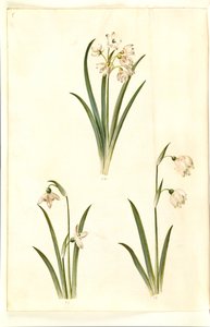 Leucojum aestivum (campanilla de verano); Galanthus nivalis (campanilla de invierno); Leucojum vernum (campanilla de primavera)