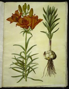 Lilium bulbiferum (lirio de fuego)