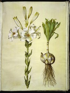 Lilium candidum (lirio de Madonna) de Hans Simon Holtzbecker