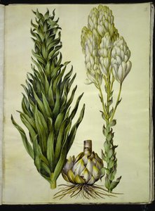 Lilium candidum (lirio de Madonna) de Hans Simon Holtzbecker