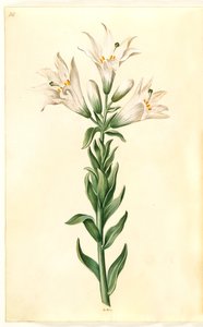 Lilium candidum (lirio de la madonna) de Hans Simon Holtzbecker