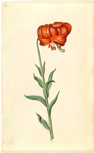 Lilium chalcedonicum (lirio turco rojo) de Hans Simon Holtzbecker