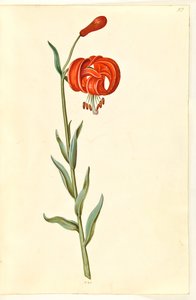 Lilium chalcedonicum de Hans Simon Holtzbecker