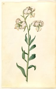 Lilium martagon (lirio de martagón) de Hans Simon Holtzbecker