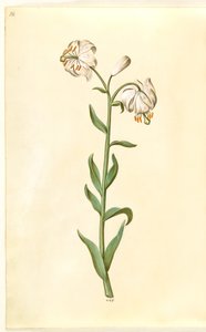 Lilium martagon de Hans Simon Holtzbecker