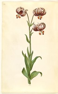 Lilium martagon (lirio martagón) de Hans Simon Holtzbecker