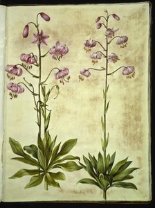 Lilium martagon (krans-lilje)