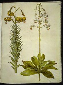 Lilium pyrenaicum (lirio pirenaico); Lilium martagon (lirio martagón) de Hans Simon Holtzbecker