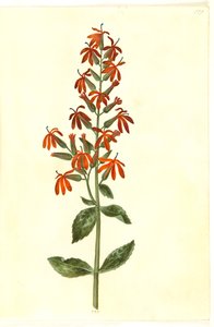 Lobelia cardinalis (cardenal-lobelia)