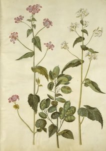 Lunaria annua (monedas de Judas) de Hans Simon Holtzbecker