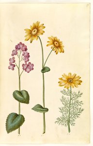 Lunaria annua (monedas de Judas); Doronicum pardalianches (dorónico de hojas de corazón); Adonis vernalis (adonis de primavera) de Hans Simon Holtzbecker