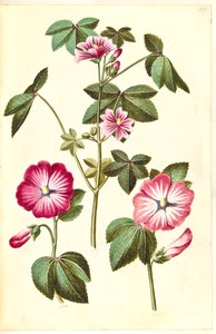 Malva sylvestris (malva común); Lavatera trimestris (malva real) de Hans Simon Holtzbecker