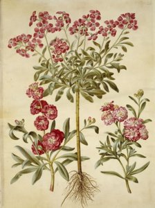 Matthiola incana (alhelí de invierno)