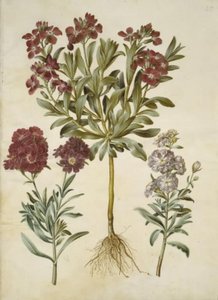 Matthiola incana (alhelí de invierno)
