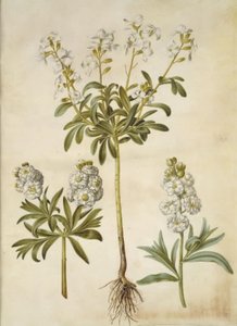 Matthiola incana (alhelí de invierno) de Hans Simon Holtzbecker
