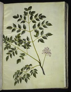 Melia azedarach (árbol paternoster)