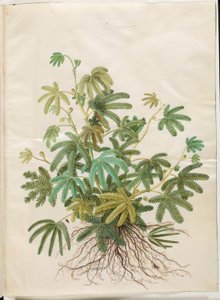 Mimosa polydactyla (mimosa de muchos dedos)