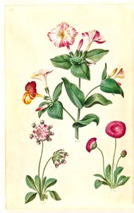 Mirabilis jalapa (maravilla); Bellis perennis (margarita común) de Hans Simon Holtzbecker