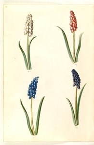 Muscari botryoides (jacinto de uva) de Hans Simon Holtzbecker