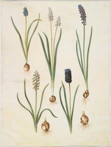 Muscari botryoides (jacinto de uva común); Muscari racemosum (jacinto de uva almizclado); Muscari neglectum de Hans Simon Holtzbecker