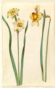 Narcissus ×medioluteus (narciso de dos flores); Narcissus ×incomparabilis (narciso de jardín) de Hans Simon Holtzbecker