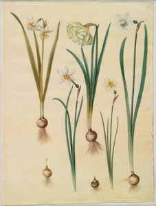 Narcissus ×medioluteus (narciso de dos flores); Narcissus pseudonarcissus; Narcissus (narciso); Narcissus poeticus (narciso de los poetas); Narcissus ×tenuior de Hans Simon Holtzbecker