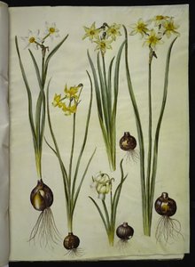Narcissus poeticus (narciso de los poetas); Narcissus triandrus (narciso orquídea); Narcissus ×medioluteus (narciso de dos flores) de Hans Simon Holtzbecker