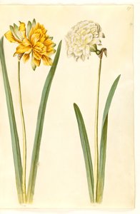 Narcissus pseudonarcissus (narciso) de Hans Simon Holtzbecker