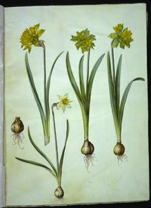 Narcissus pseudonarcissus; Narcissus ? ×incomparabilis (narciso de jardín) de Hans Simon Holtzbecker