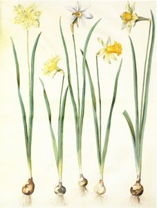 Narcissus pseudonarcissus, Narcissus poeticus, Narcissus × incomparabilis de Hans Simon Holtzbecker