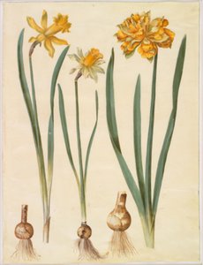 Narcissus pseudonarcissus major (gran narciso); Narcissus pseudonarcissus bicolor (narciso bicolor); Narcissus pseudonarcissus de Hans Simon Holtzbecker