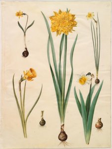 Narcissus pseudonarcissus minor; Narcissus pseudonarcissus; Narcissus ×tenuior; Narcissus bulbocodium; Narcissus pseudonarcissus bicolor de Hans Simon Holtzbecker
