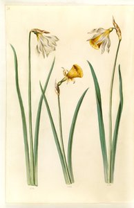 Narcissus pseudonarcissus moschatus (narciso almizclado); Narcissus bulbocodium (narciso de crinolina); Narcissus pseudonarcissus (narciso de Pascua) de Hans Simon Holtzbecker