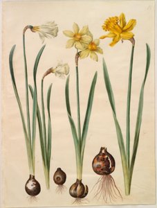 Narcissus pseudonarcissus moschatus (narciso almizclado); Narcissus ×medioluteus (narciso de dos flores); Narcissus pseudonarcissus major (gran narciso) de Hans Simon Holtzbecker
