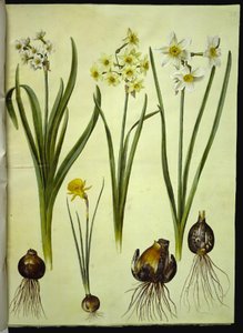 Narcissus tazetta (tazet); Narcissus ×medioluteus (narciso de dos flores); Narcissus bulbocodium (narciso de crinolina) de Hans Simon Holtzbecker