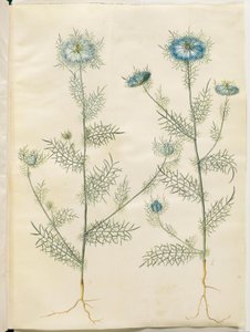 Nigella damascena (doncella en el verde) de Hans Simon Holtzbecker