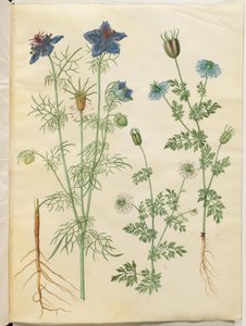 Nigella hispanica (amor en una niebla); Nigella sativa (comino negro) de Hans Simon Holtzbecker