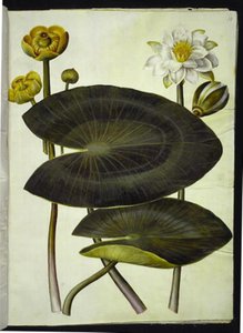 Nuphar lutea; Nymphaea alba de Hans Simon Holtzbecker