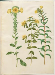Oenothera biennis; Hypericum hircinum; Oenothera rubricaulis de Hans Simon Holtzbecker